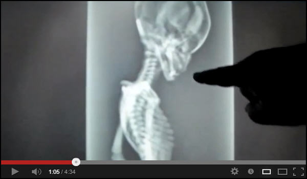 Esqueleto de alienígena examinado por raio-X