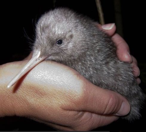 O pequeno kiwi pintado ( Apteryx owenii), uma de cinco espécies de kiwi da Nova Zelândia que parece estar crescendo mais, ainda é considerado perto de ameaça de extinção.