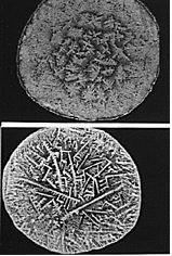 Estrutura cristalina de plantas vista em microscópio.