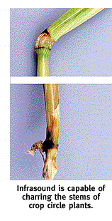 O infrasom é capaz de torrar a haste de uma planta.