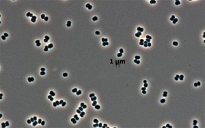 Bactéria encontrada em salas 'estéreis' da NASA