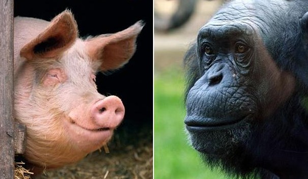 Humanos teriam surgido como resultado do cruzamento entre chimpanzé e porco 