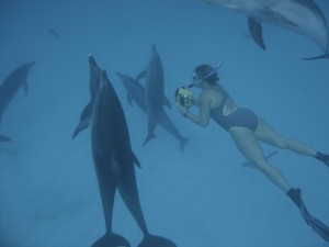 golfinhos-e-denise
