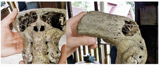 crânios anômalos encontrados na Rússia