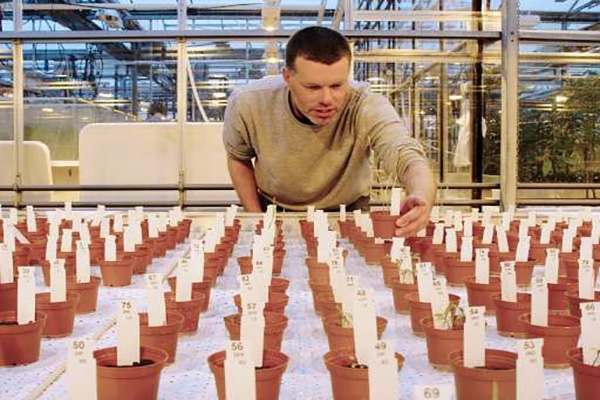 Pesquisador Wieger Wamelink inpeciona plantas em 'solo marciano'. 