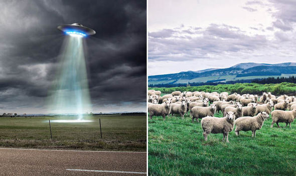 Um produtor de filmes documentários alegou que um rebanho de ovelhas que desapareceu foi abduzido por alienígenas.