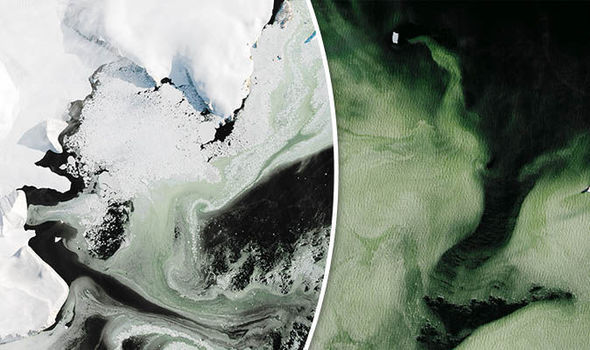 área da Antártica se tornou verde