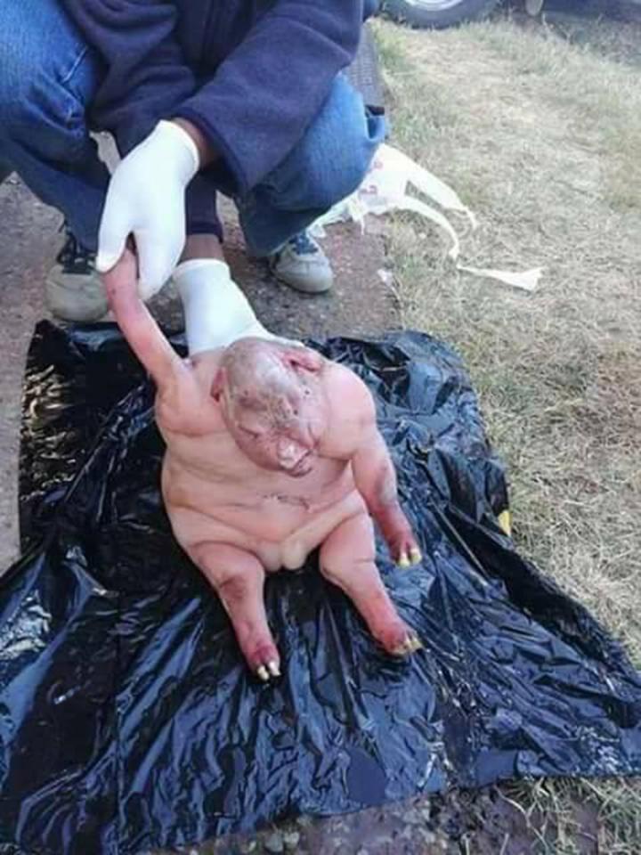 Criatura horrorosa nasce na África do Sul