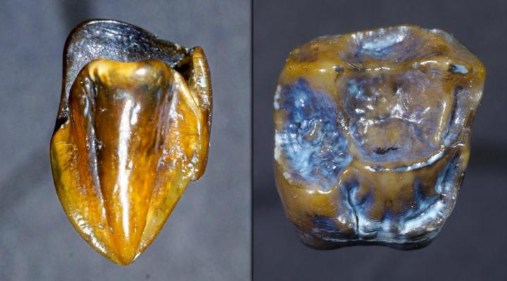 dente de hominídeo de 9,7 milhões de anos