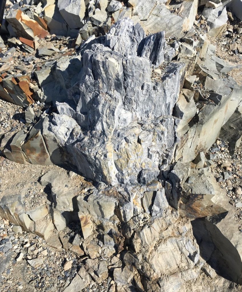 Fóssil de árvore na Antártica