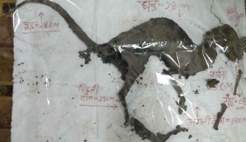 restos mortais de dinossauro são encontrados na Índia