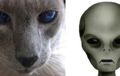 Os gatos podem ser espiões alienígenas