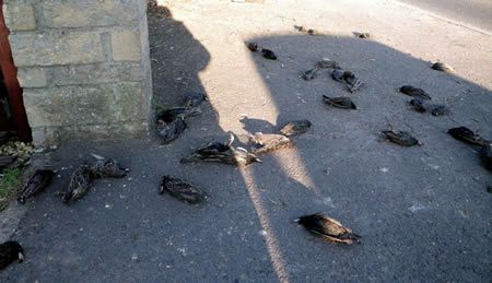 Pássaros também caíram do céu em Roma