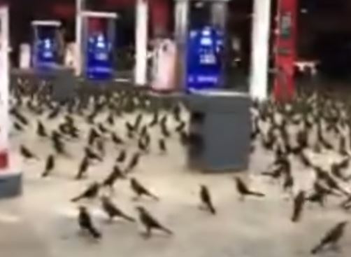 Milhares de pássaros invadem cidades do Texas
