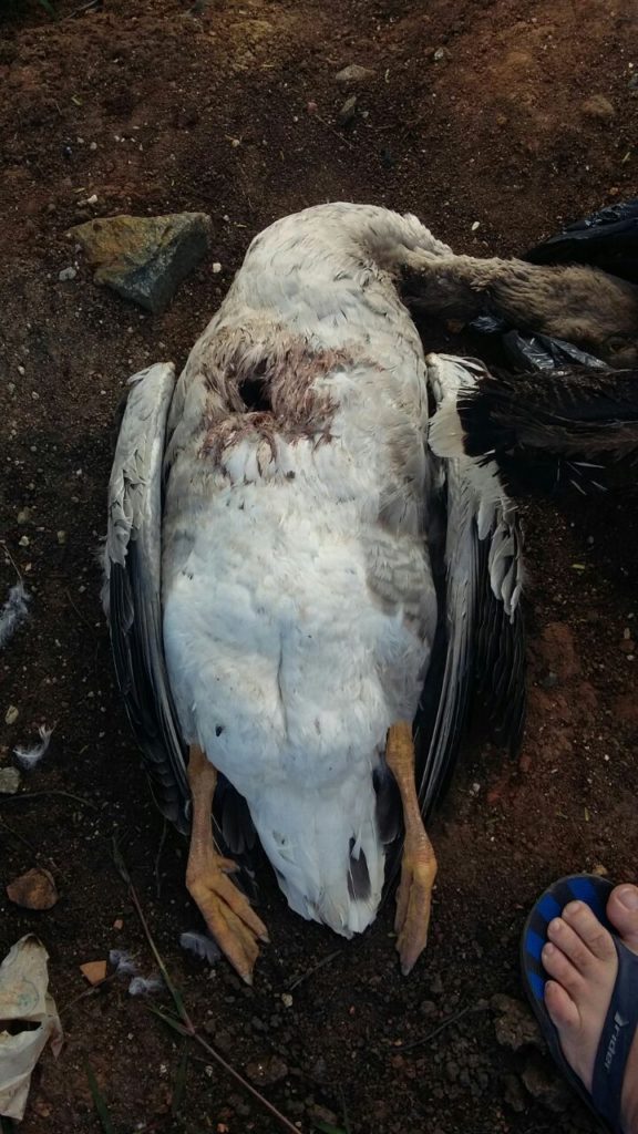 aves domésticas foram mortas misteriosamente