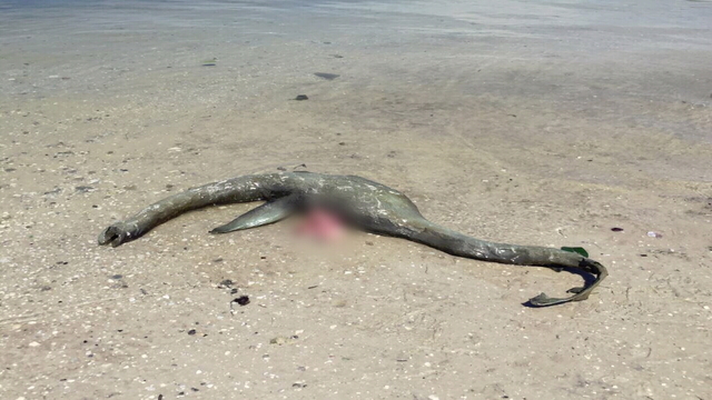 Criatura misteriosa aparece em praia nos Estados Unidos