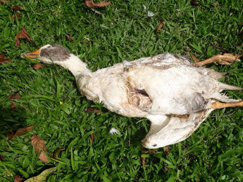 matança misteriosa de animais ocorre na região metropolitana de Curitiba