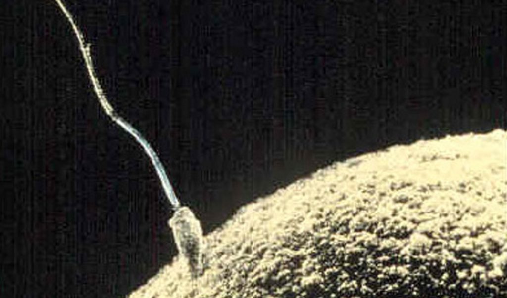 Espermatozoides estão viajando pelo espaço
