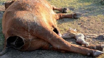 Mistério na Argentina: Sete vacas são mutiladas
