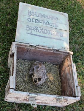 Fazendeiro búlgaro encontra crânio estranho em caixa