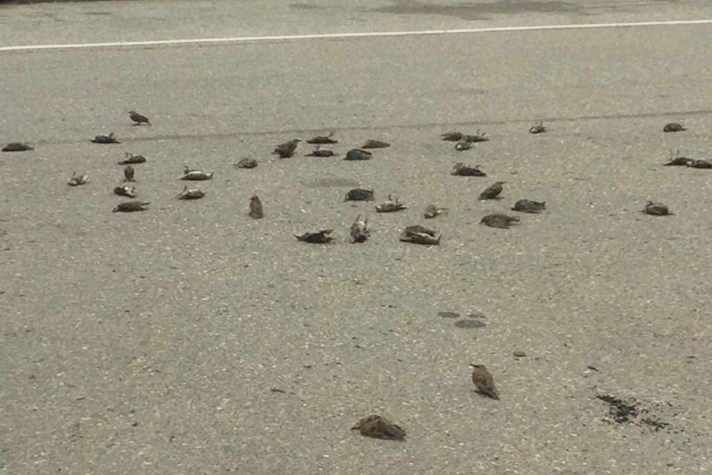 Aconteceu novamente: Pássaros caem mortos do céu no Canadá
