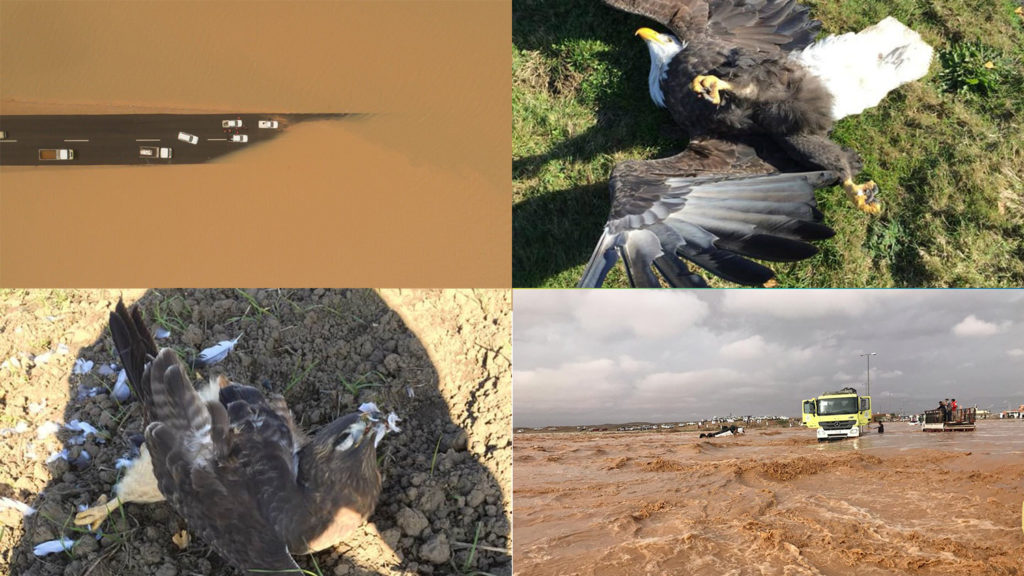 Enchentes de proporções bíblicas no deserto e pássaros caindo do céu sem motivo óbvio