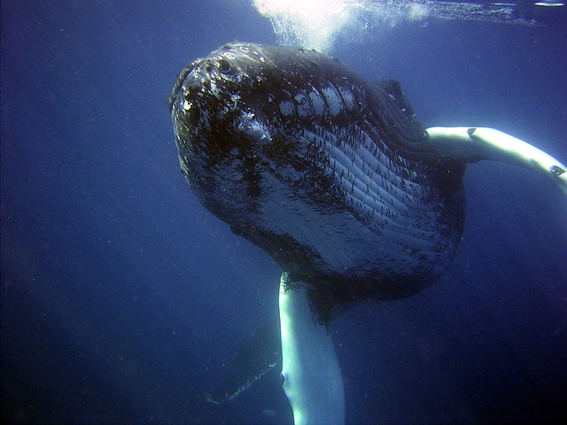 A comunicação com baleias jubarte poderá ajudar o SETI a falar com alienígenas