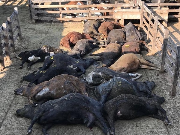 gado e frangos morrem na Argentina e Uruguai