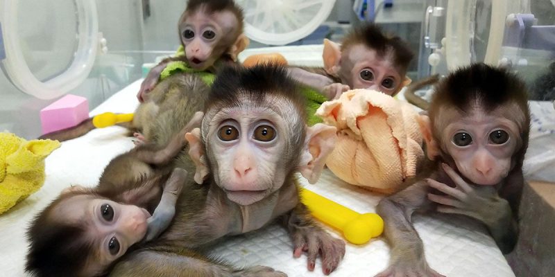 Cientistas colocam genes humanos em macacos e os tornam mais inteligentes