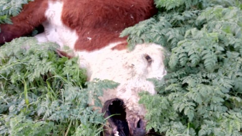 mutilações misteriosas de gado ocorrem na Argentina